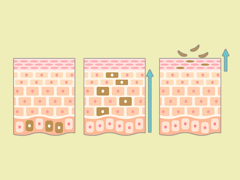 ターンオーバー